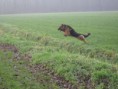 /album/timberlys-puppys-/atos-in-actie-jpg1/